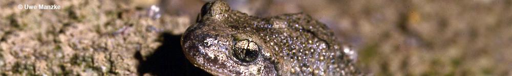 Teichfrosch © U. Manzke