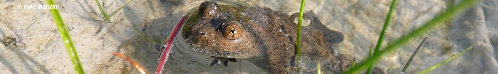 Gelbbauchunke © U. Manzke