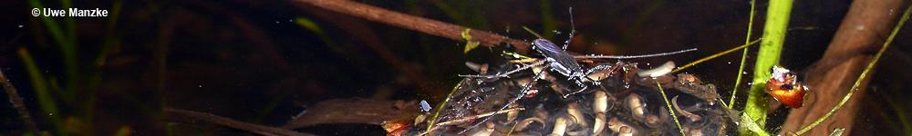 Wasserläufer frißt an Laubfroschgelege © U. Manzke