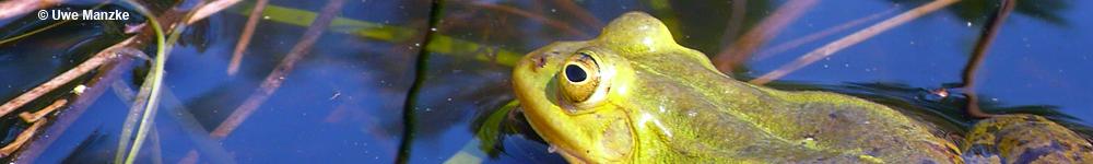 Kleiner Wasserfrosch © U. Manzke