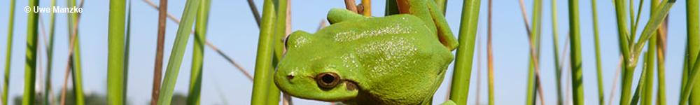 Header-Bild Laubfrosch © U. Manzke