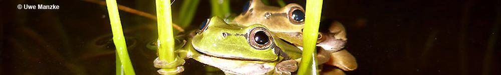 Header-Bild Laubfrosch © U. Manzke