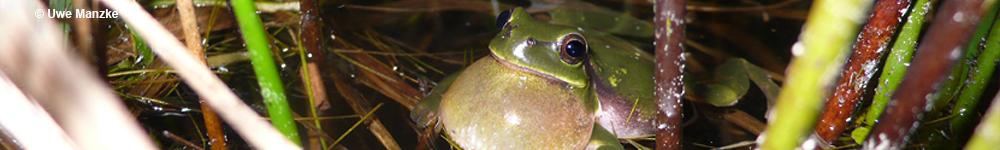 Header-Bild Laubfrosch © U. Manzke