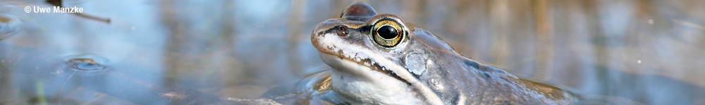 Moorfrosch © U. Manzke