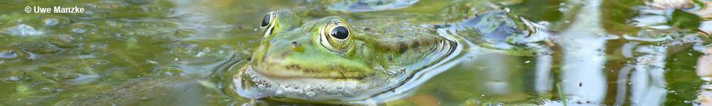 Teichfrosch © U. Manzke