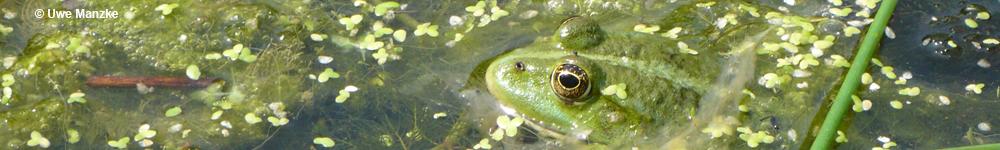 Seefrosch © U. Manzke