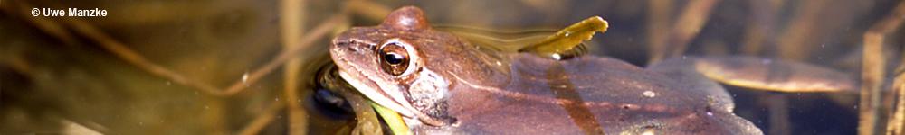 Springfrosch © U. Manzke