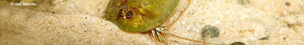 Triops cancriformis © U. Manzke