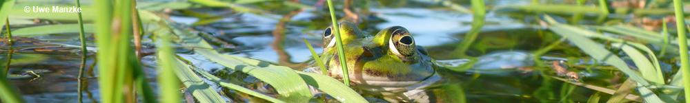 Teichfrosch © U. Manzke