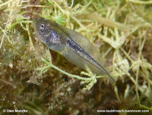 Laubfrosch © U. Manzke pic