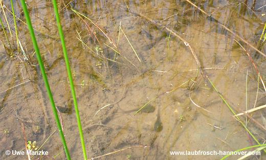 Laubfrosch © U. Manzke pic