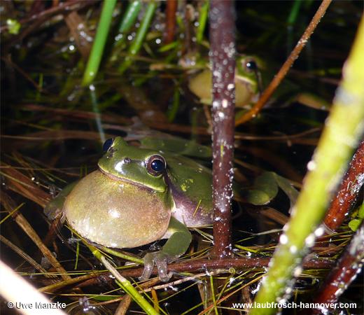 Laubfrosch © U. Manzke pic