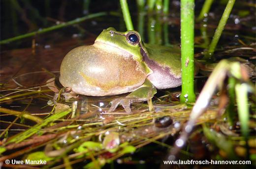 Laubfrosch © U. Manzke pic