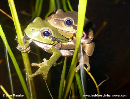 Laubfrosch © U. Manzke pic