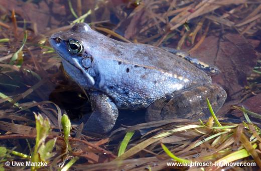 Moorfrosch © U. Manzke pic