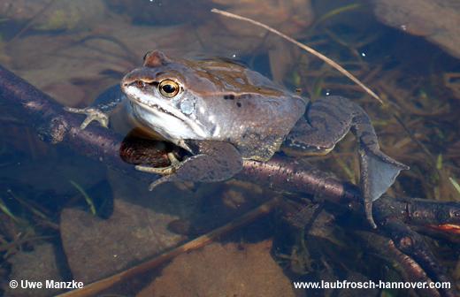Moorfrosch © U. Manzke pic