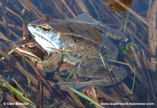 Moorfrosch © U. Manzke pic