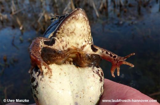 Moorfrosch © U. Manzke pic