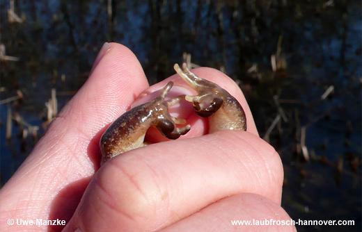 Moorfrosch © U. Manzke pic