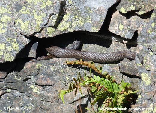 austriaca © U. Manzke pic