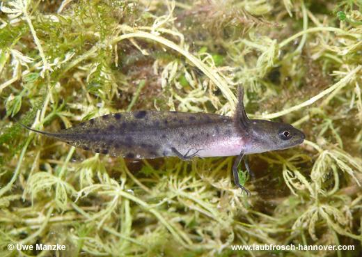 cristatus © U. Manzke pic
