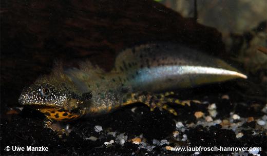 cristatus © U. Manzke pic