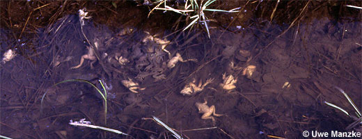 Nach strengen Wintern oft zu beobachten: Gruppen toter Grasfrösche in Gräben, Gartenteichen und anderen Gewässern © Uwe Manzke