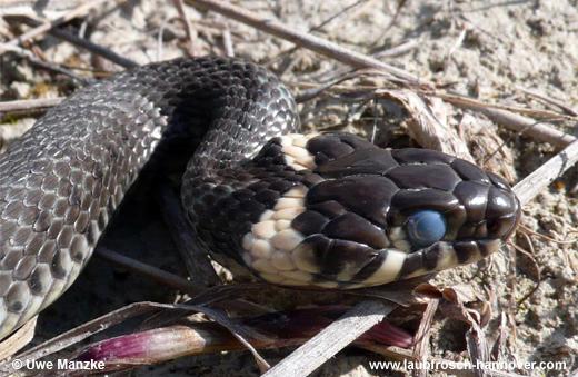 natrix © U. Manzke pic
