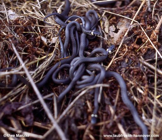 natrix © U. Manzke pic