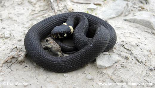 natrix © U. Manzke pic