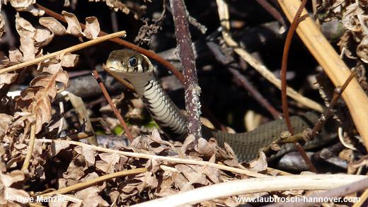 natrix © U. Manzke pic