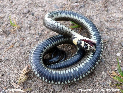 natrix © U. Manzke pic