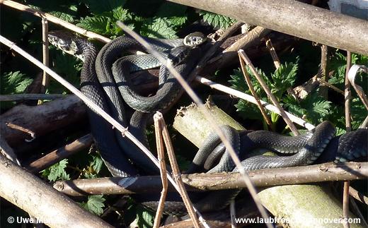 natrix © U. Manzke pic