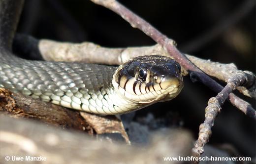 natrix © U. Manzke pic