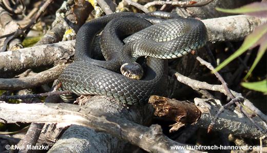 natrix © U. Manzke pic