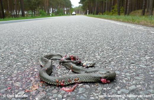 natrix © U. Manzke pic
