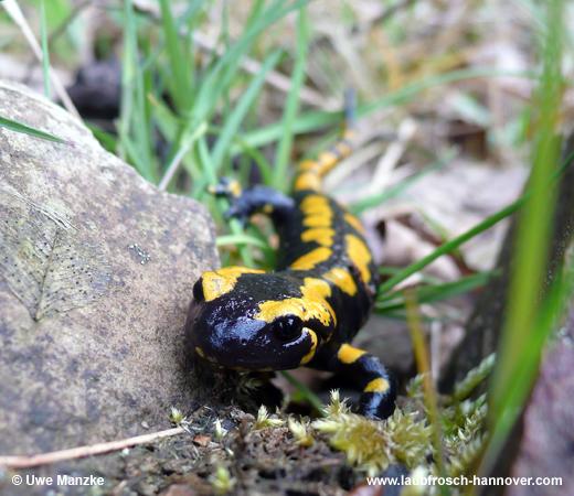 salamandra © U. Manzke pic
