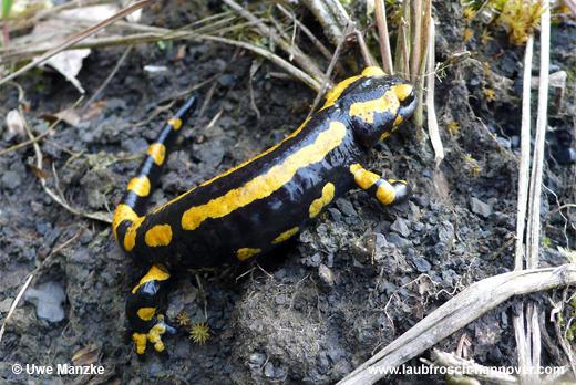 salamandra © U. Manzke pic