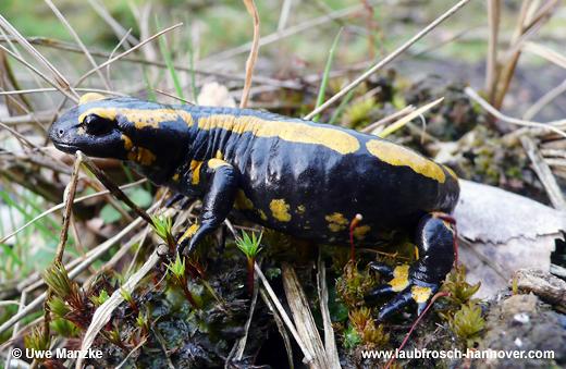 salamandra © U. Manzke pic