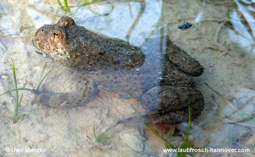 Gelbbauchunke © U. Manzke pic