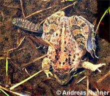 Blutegel saugt an Grasfrosch © A. Nunner Blutegel saugt an Grasfrosch © A. Nunner