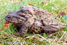 Fehlamplexus Grasfrosch und Erdkröte: Männchen © U. Manzke