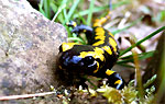 Feuersalamander © U.Manzke