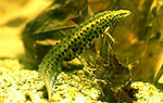 Teichmolch © U. Manzke