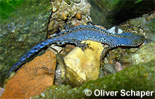 Bergmolch: Männchen © O. Schaper