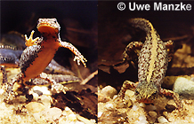 Bergmolch: Männchen und Weibchen © U. Manzke