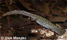 Bergmolch: Weibchen © U. Manzke