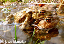 Erdkröte: Amplexus © U. Manzke