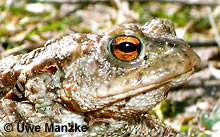 Erdkröte: Auge © U. Manzke