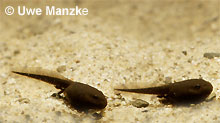 Erdkröte: typische schwarze Krötenlarven © U. Manzke